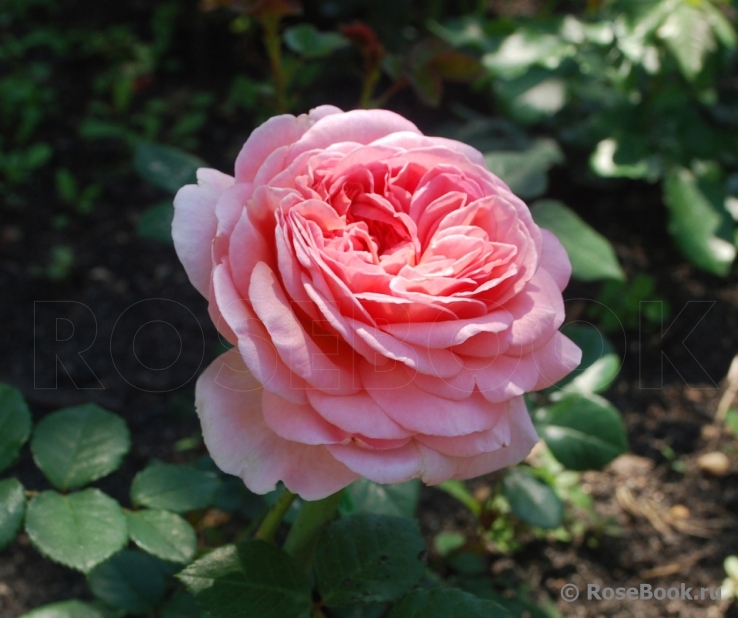 Abraham Darby