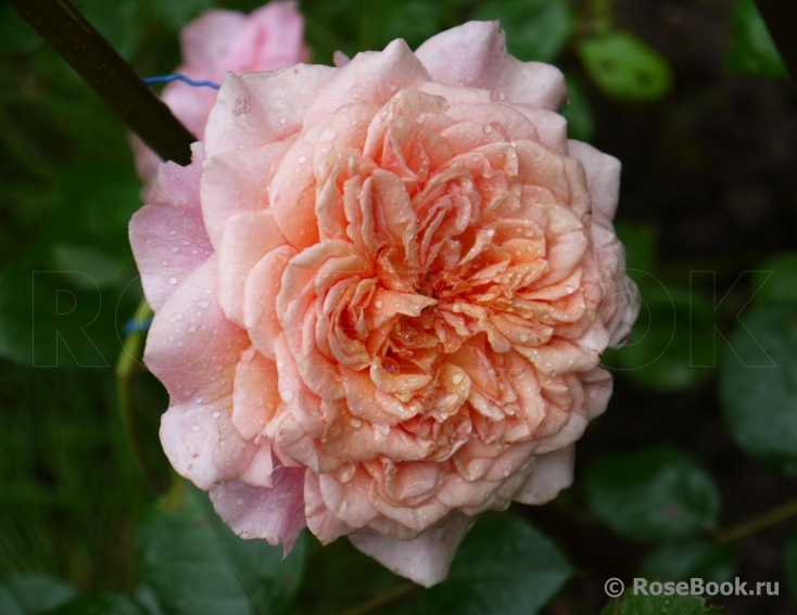 Festival des Jardins de Chaumont