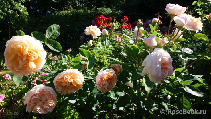 The Lady Gardener