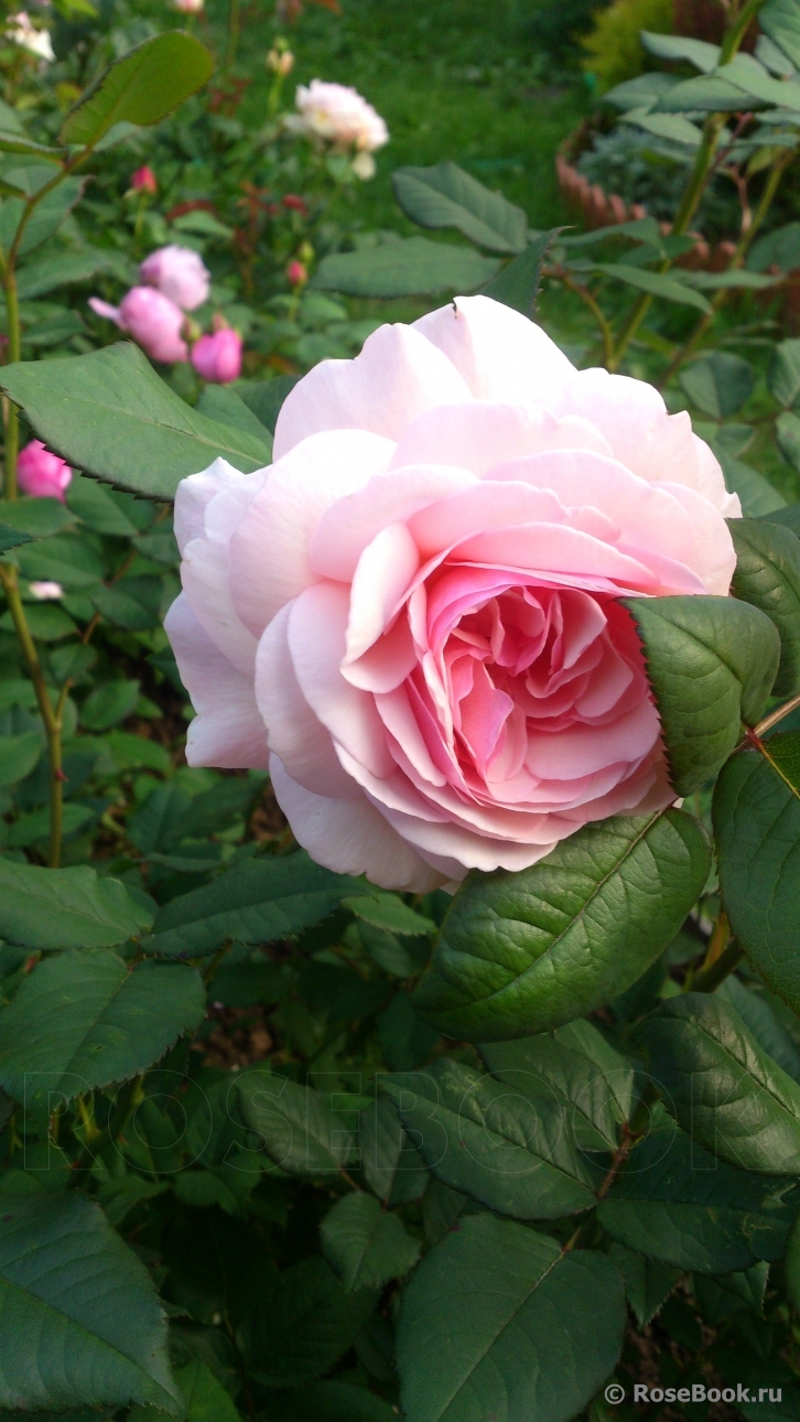 A Shropshire Lad