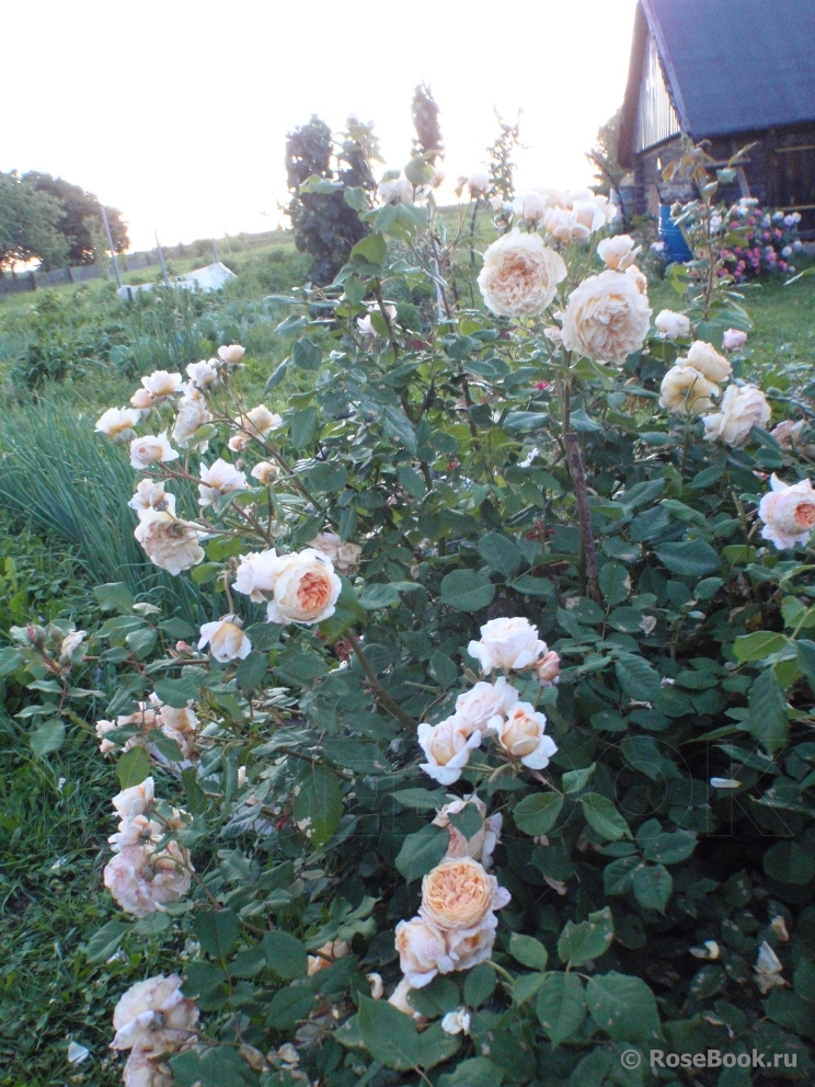 Crown Princess Margareta®