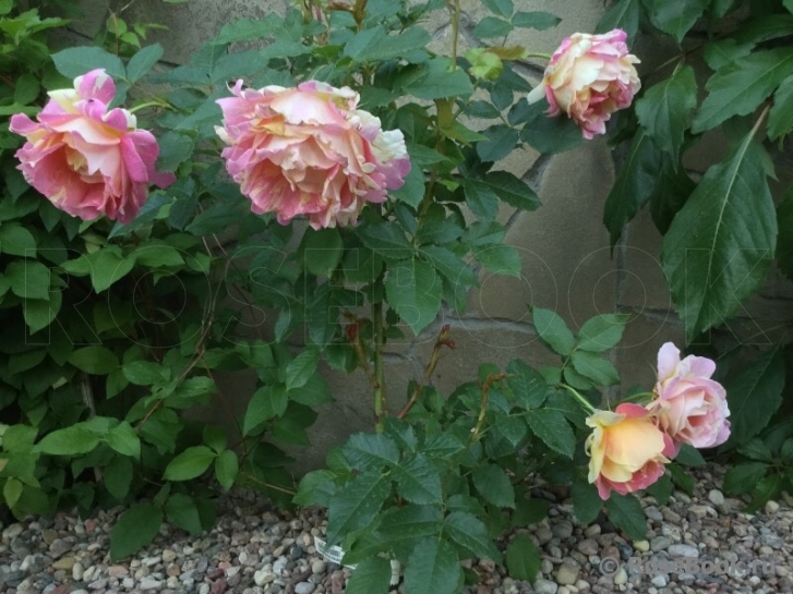 Rose des Cisterciens 