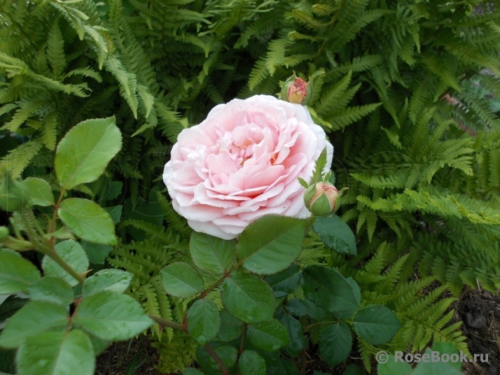 Abraham Darby