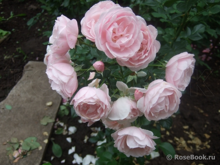 Hans Gonewein Rose 