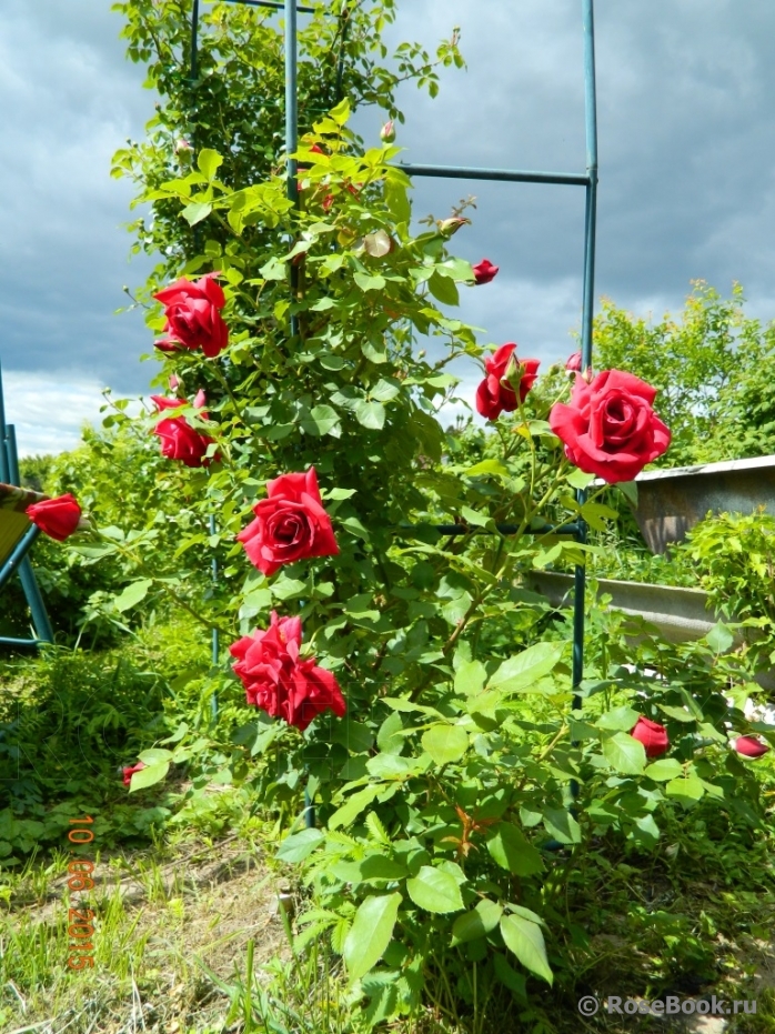 Red Parfum ®