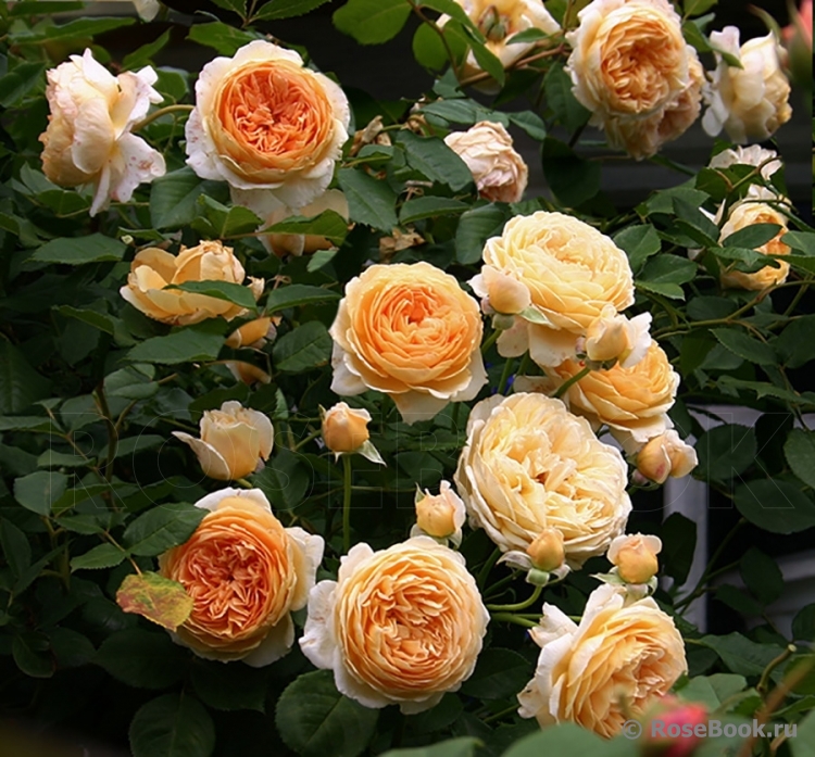 Crown Princess Margareta®