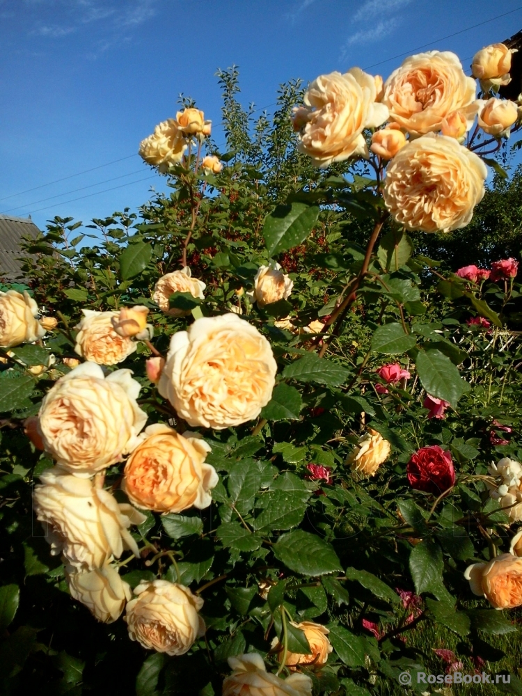 Crown Princess Margareta®