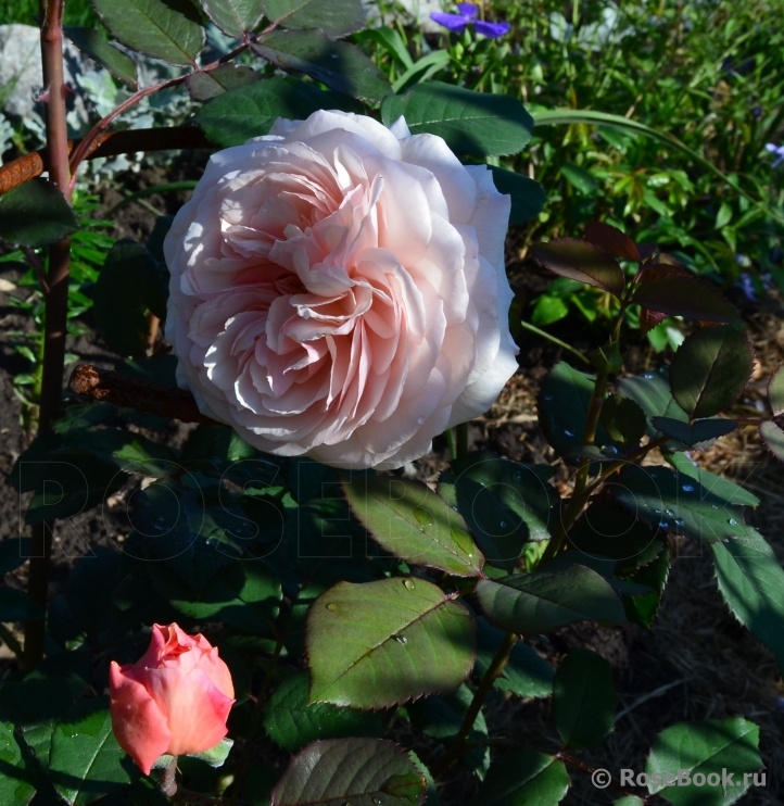 A Shropshire Lad