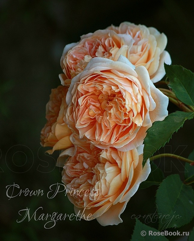 Crown Princess Margareta®