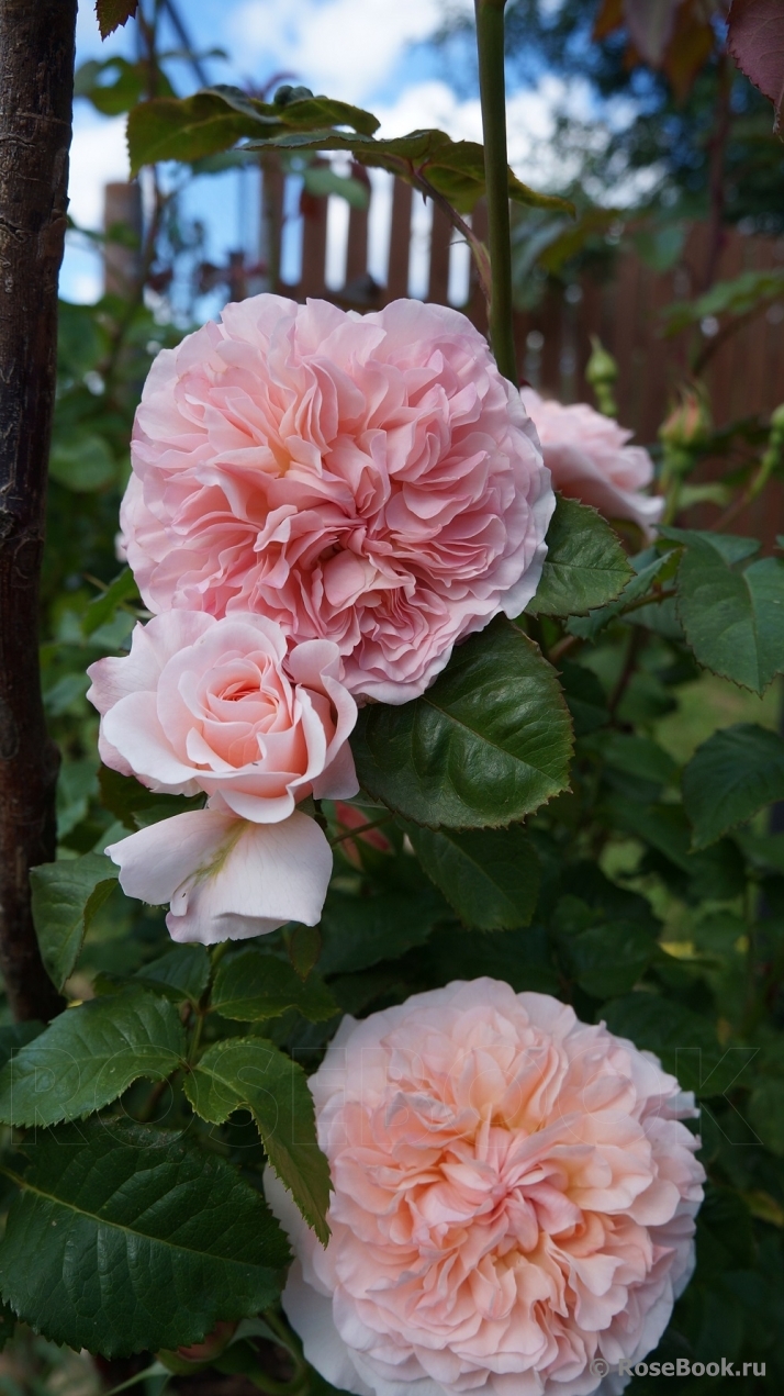 Rose de Tolbiac ®