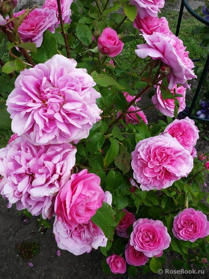 Gertrude Jekyll