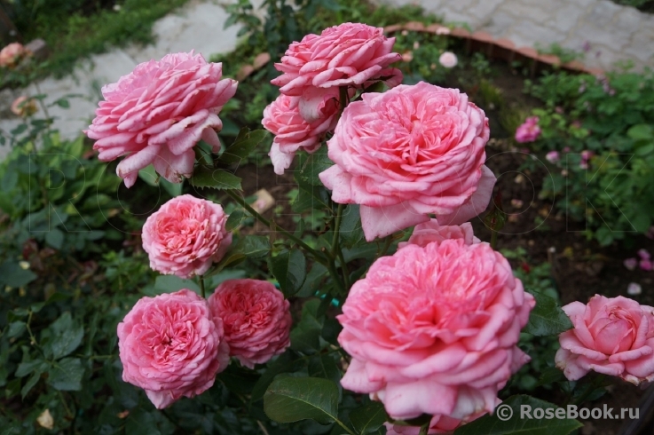 La Rose de Molinard ®