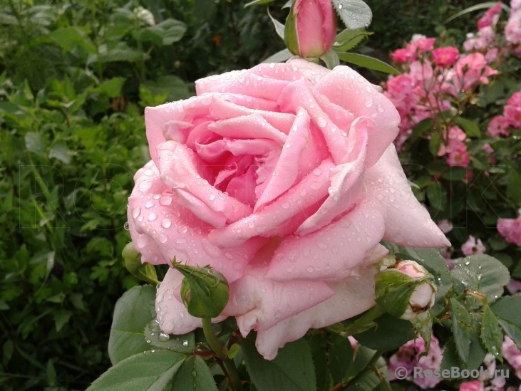 Jardins de Villandry