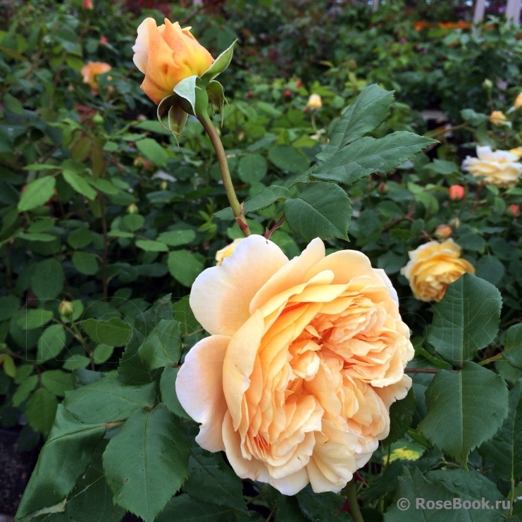 Crown Princess Margareta®