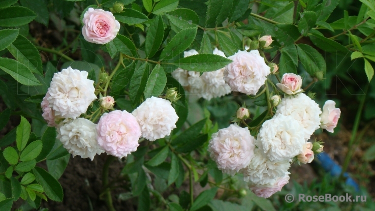 Pink Ghislaine de Féligonde ®