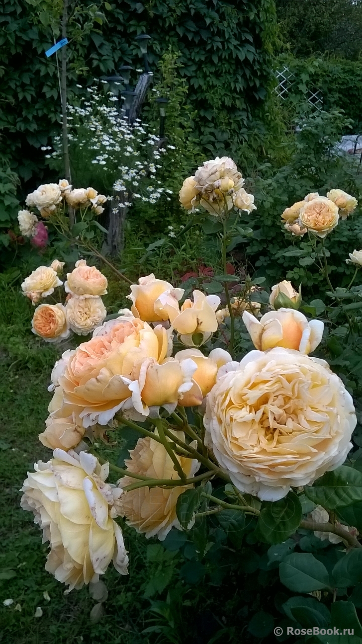 Crown Princess Margareta®