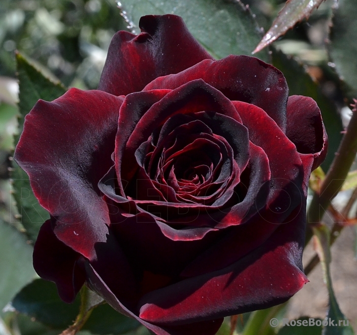 Black Baccara