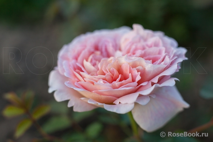 Abraham Darby