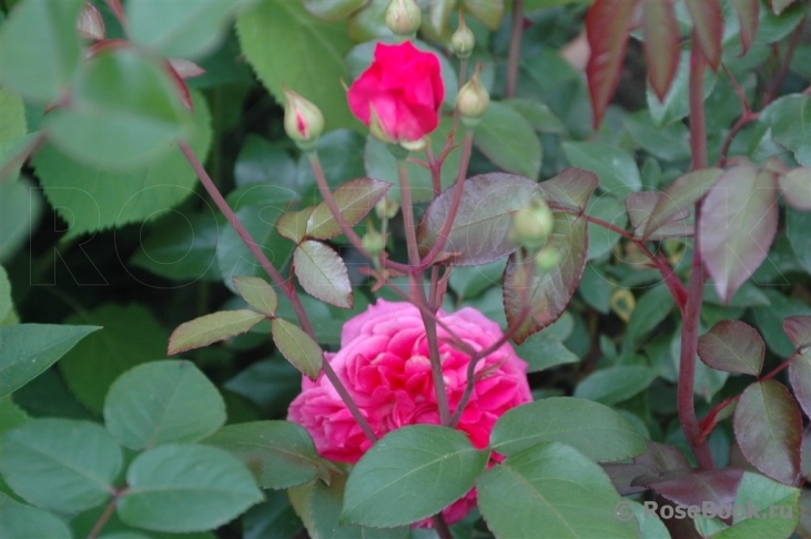 Ivor's Rose