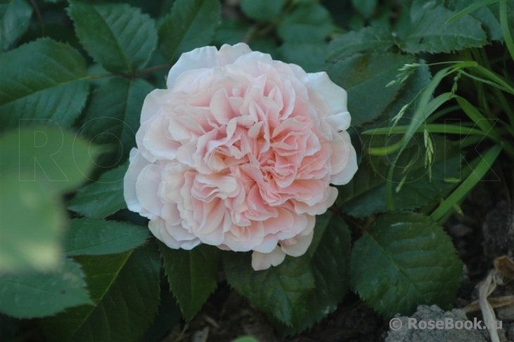 Rose de Tolbiac ®