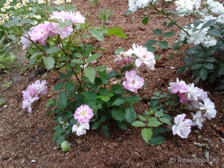 Dainty Pink