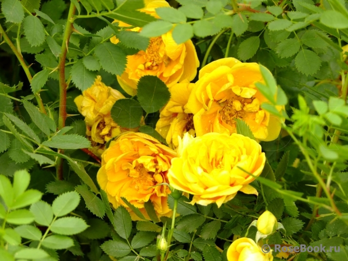 Persian Yellow