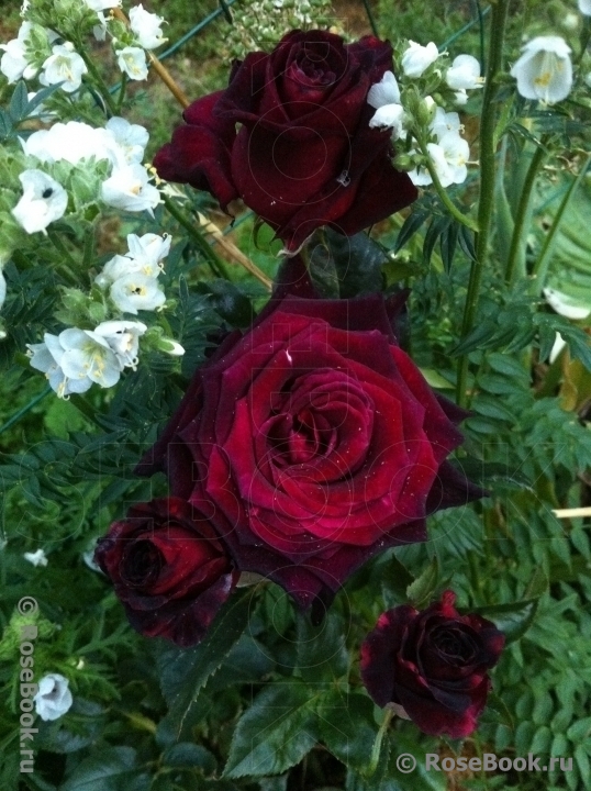 Black Baccara