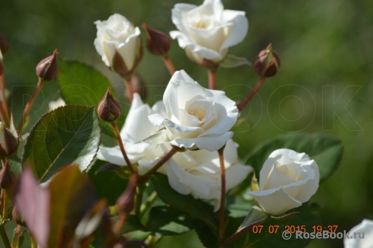 White Bouquet