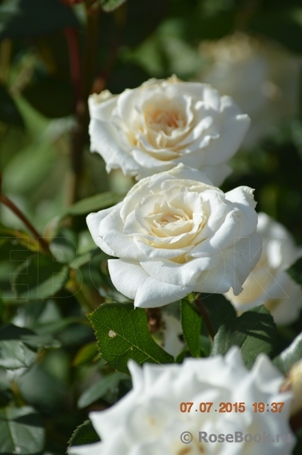 White Bouquet