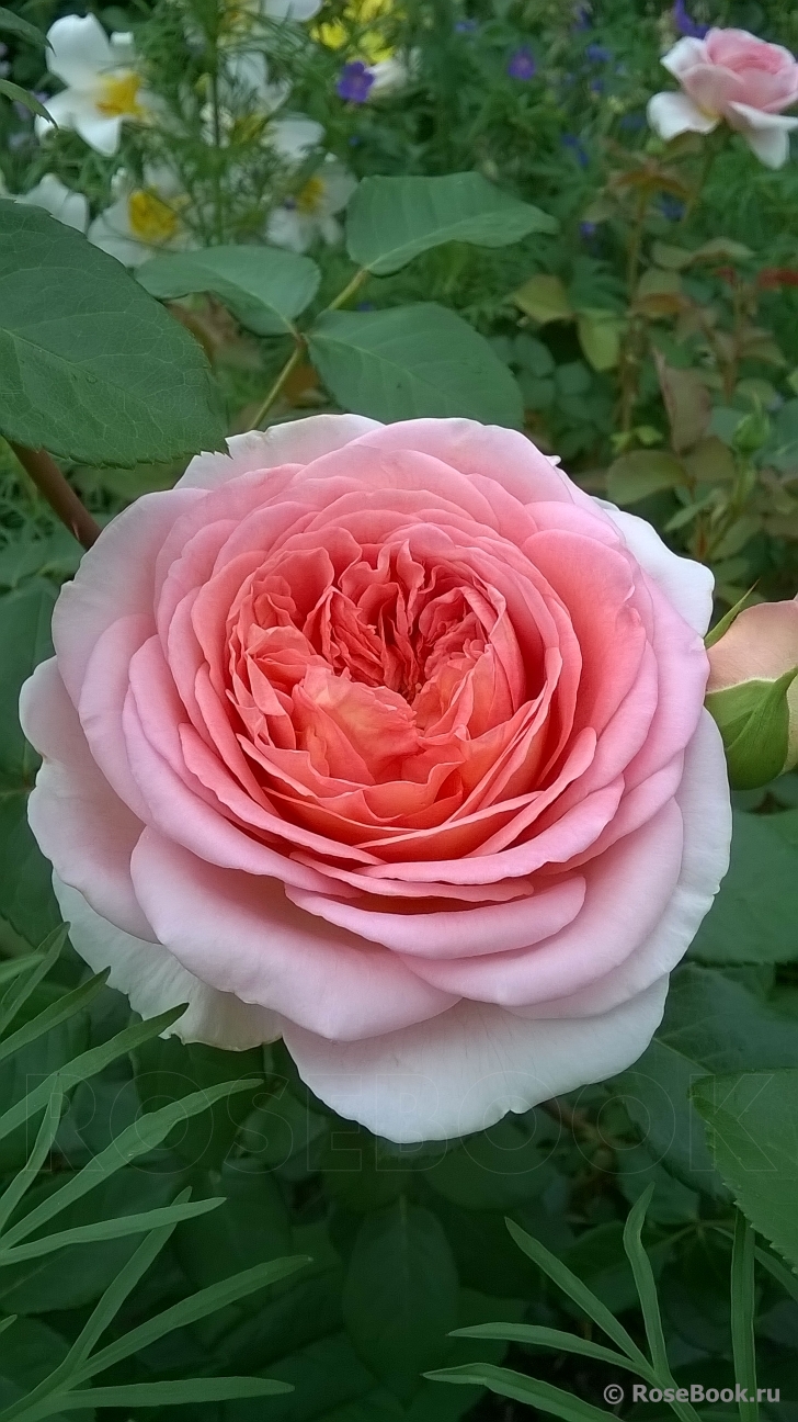 Abraham Darby