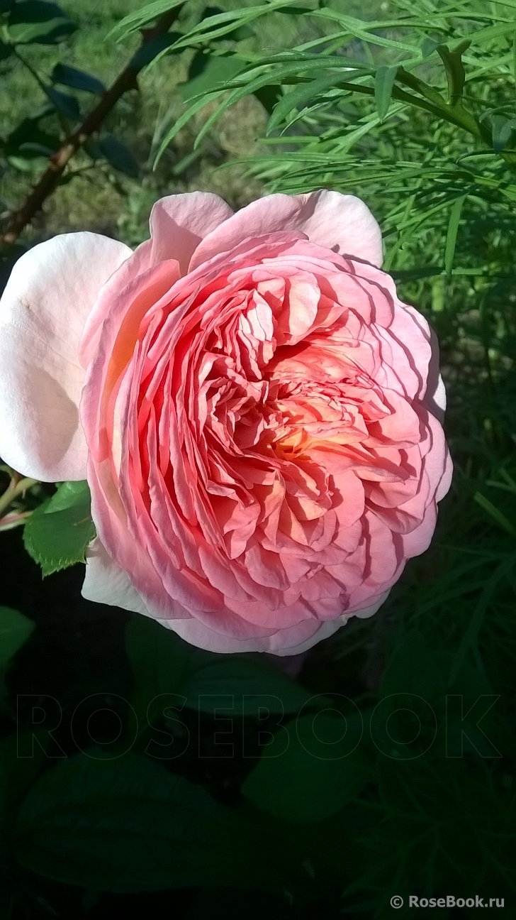 Abraham Darby