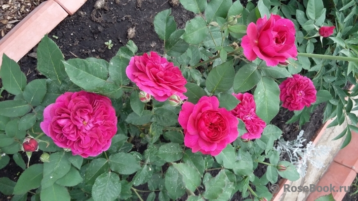 Darcey Bussell 