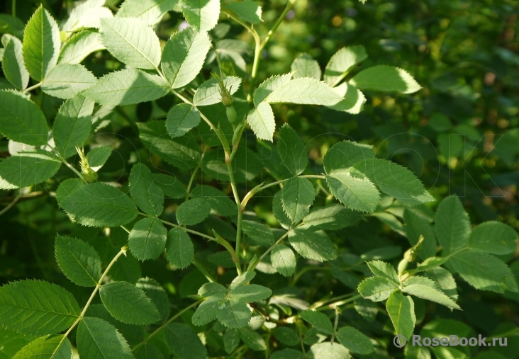 Rosa canina 'Laxa'