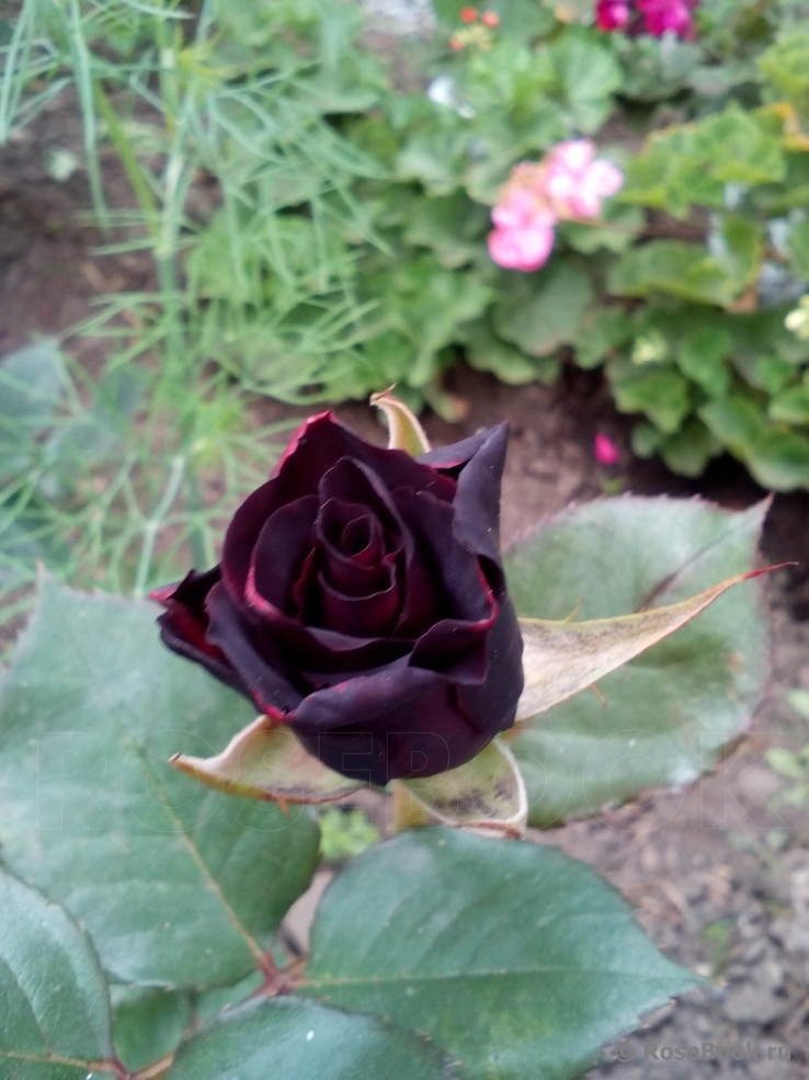 Black Baccara