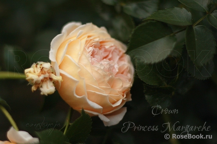 Crown Princess Margareta®