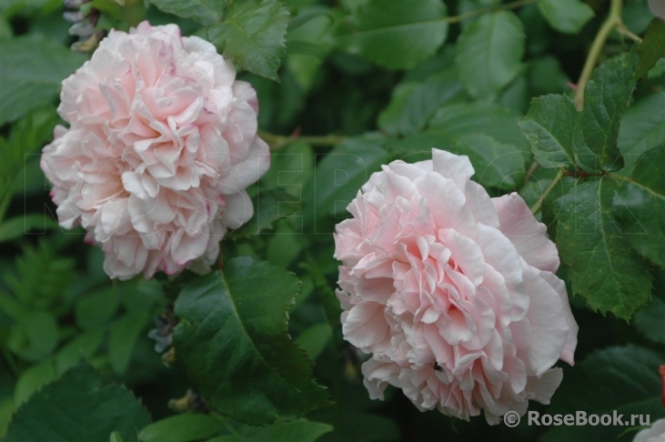 Rose de Tolbiac ®