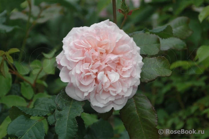 Rose de Tolbiac ®