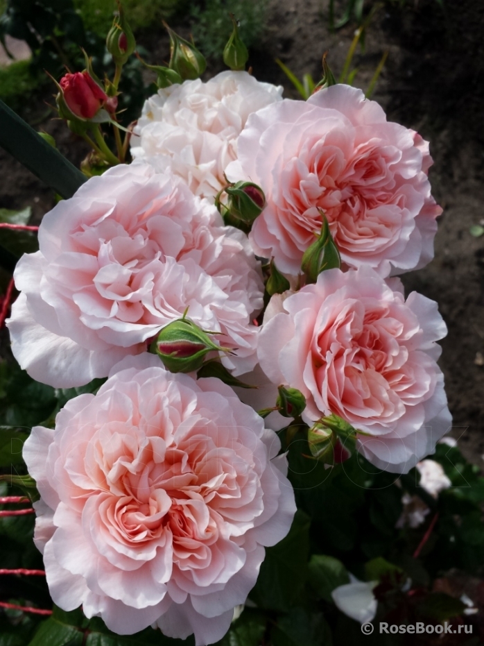 Rose de Tolbiac ®