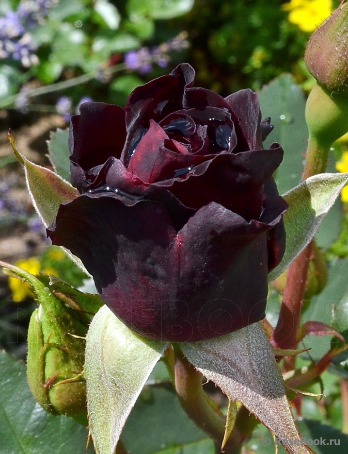 Black Baccara