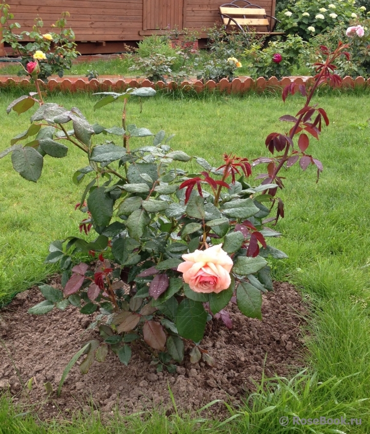 A Shropshire Lad