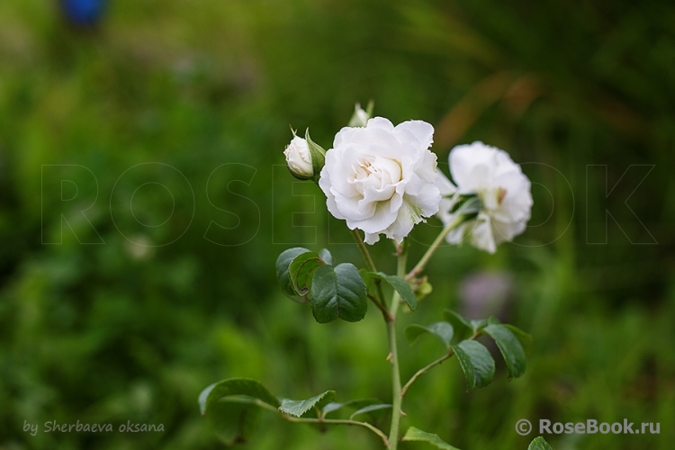 Great North Eastern Rose 