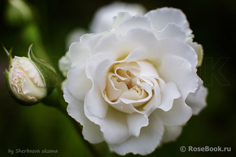 Great North Eastern Rose 