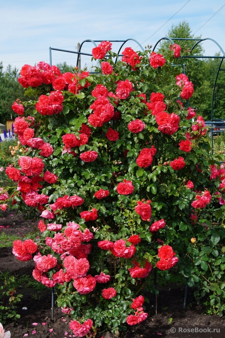 Rosarium Uetersen