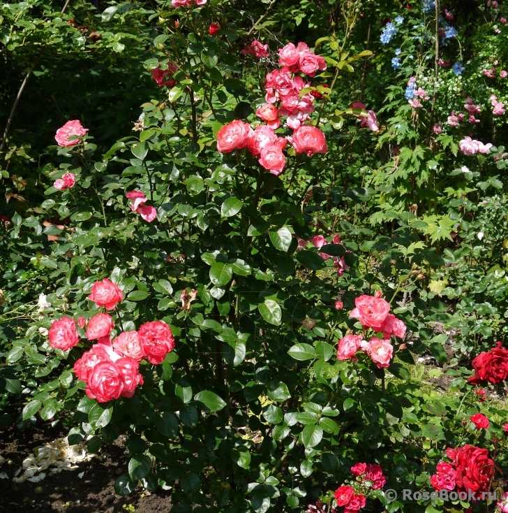 Mein schoner Garten