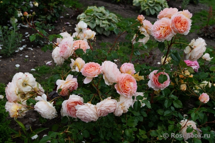 Abraham Darby