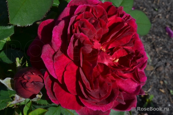 Darcey Bussell 