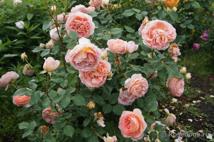 Abraham Darby