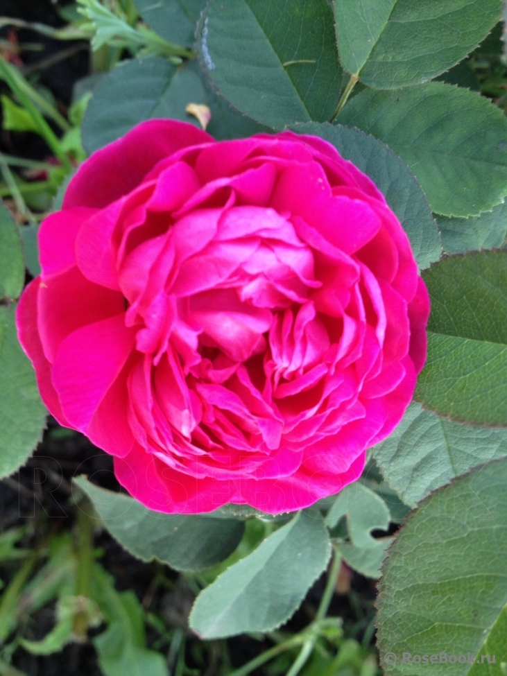 Rose de Rescht