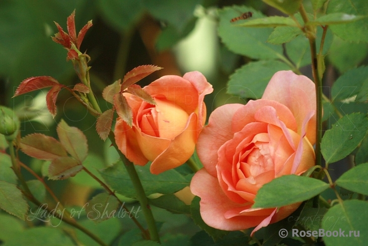 Lady of Shalott 