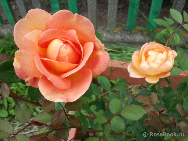 Lady of Shalott 